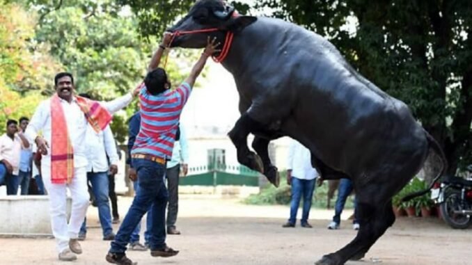 सुल्तान भैंसे (Sultan Buffalo) का 14 साल की उम्र में निधन हो गया हैl Famous Sultan Jhota Buffalo died who had bid Rs 21 crore Kaithal Haryana