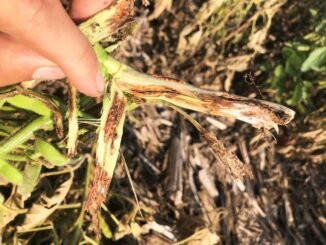 Nanded : सोयाबीन, ज्वार फसलों की कटाई शुरू, रास्त दाम न मिलने से किसान नाराज l Harvesting of soybean, jowar crops started, farmers angry due to non-availability of way price