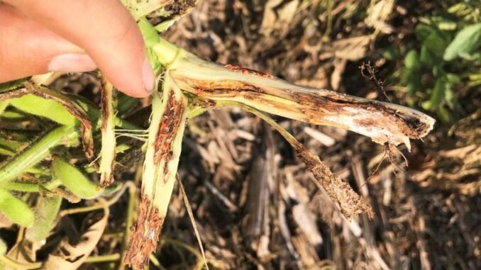 Nanded : सोयाबीन, ज्वार फसलों की कटाई शुरू, रास्त दाम न मिलने से किसान नाराज l Harvesting of soybean, jowar crops started, farmers angry due to non-availability of way price