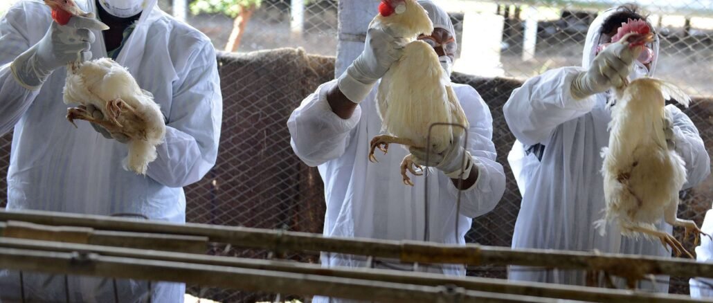 चिकन आणि अंडी खाणाऱ्यांनो सावधान! राज्यात Bird flu चा शिरकाव l Bird Flu in Maharashtra confirmed Shahapur Tehsil Thane Mumbai